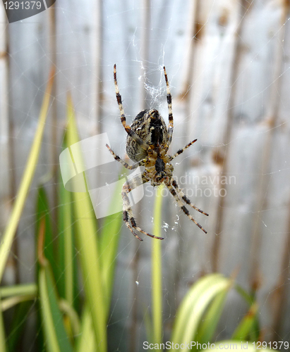 Image of Spider On Web