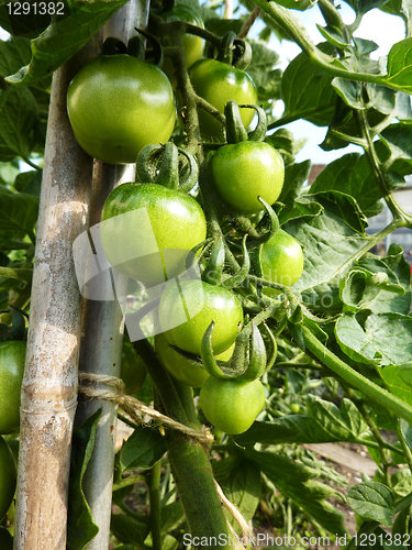 Image of Green Tomatoes Growing