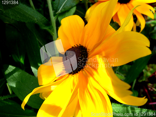 Image of Rudbeckia Flower 