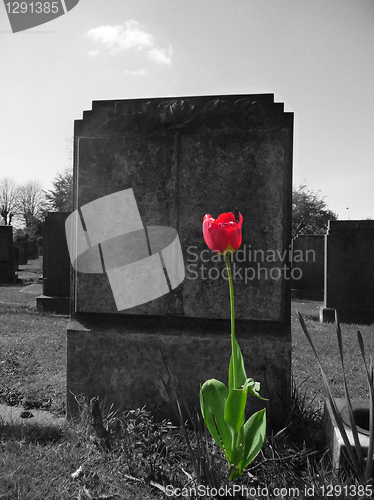 Image of Rose On My Grave