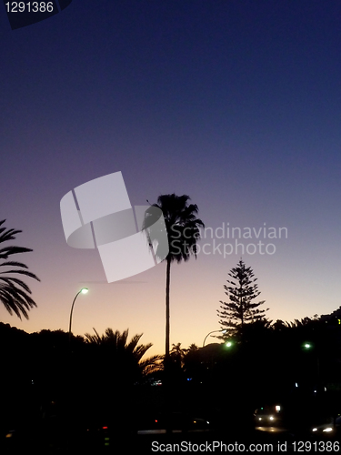 Image of Silhouetted Palm Tree