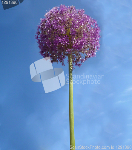 Image of Spherical Flowers