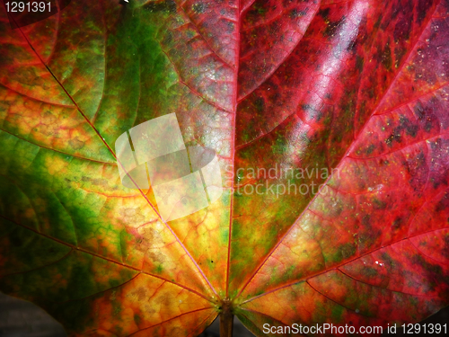 Image of Autumn Leaf 