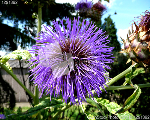 Image of Thistle Flower