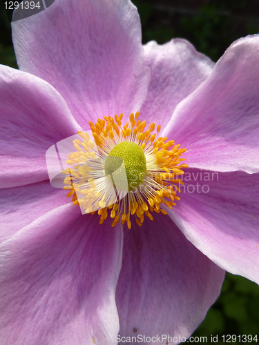 Image of Close Up Japanese Anemone