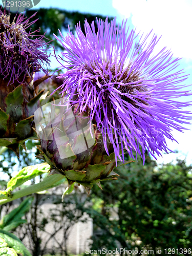 Image of Thistle Flower