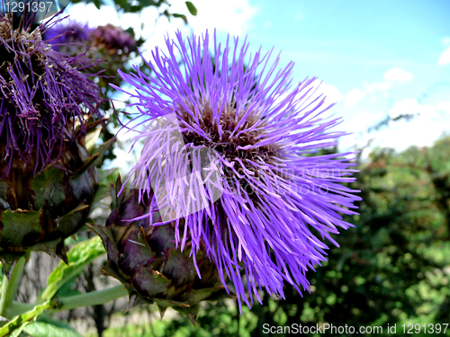 Image of Thistle Flower