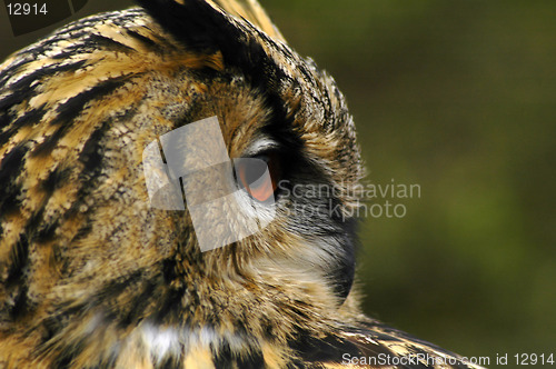 Image of Eagle Owl Portrait