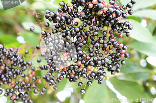 Image of Black Spherical Berries 