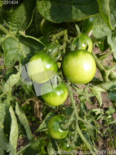 Image of Green Tomatoes Growing