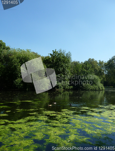 Image of Country Water And Tree Scene