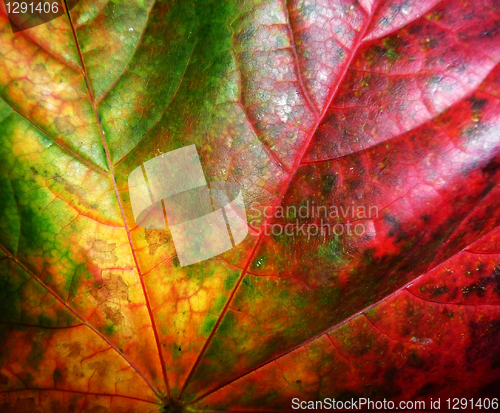 Image of Autumn Leaf 