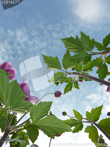 Image of Underside Of Japanese Anemone 