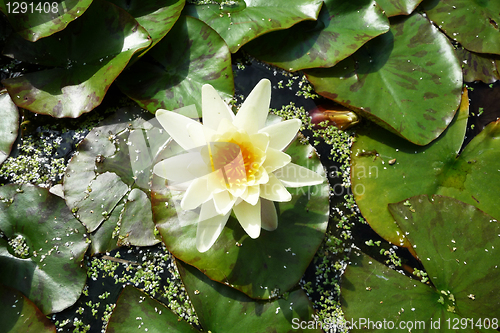 Image of Water Lilly 