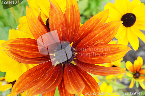 Image of Rudbeckia Flowers 