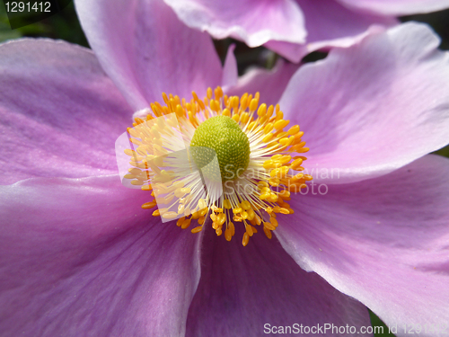 Image of Close Up Japanese Anemone