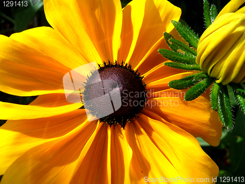 Image of Rudbeckia Flower 