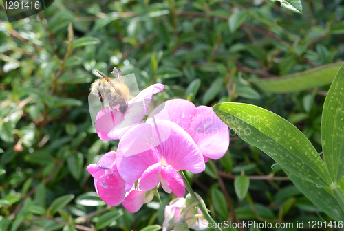 Image of Bee On Snapdragon Flower