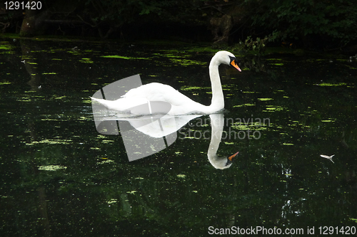 Image of Swan 