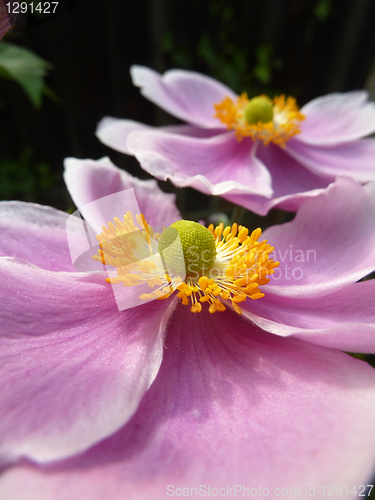 Image of Close Up Japanese Anemone