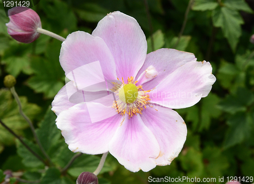 Image of Single Japanese Anemone 