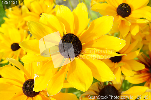 Image of Rudbeckia Flowers 