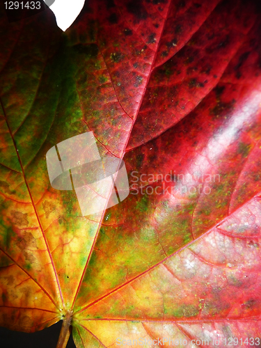 Image of Autumn Leaf 