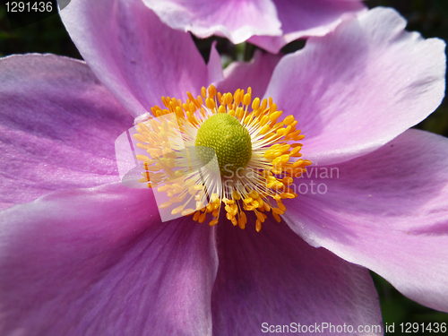 Image of Close Up Japanese Anemone