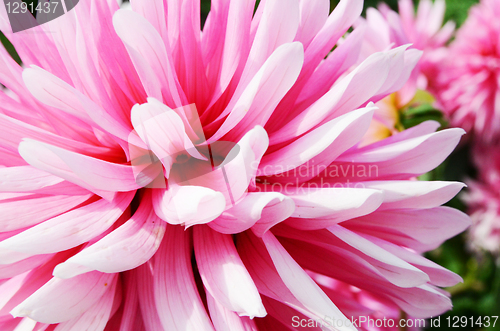 Image of Close Up Dahlia Flower