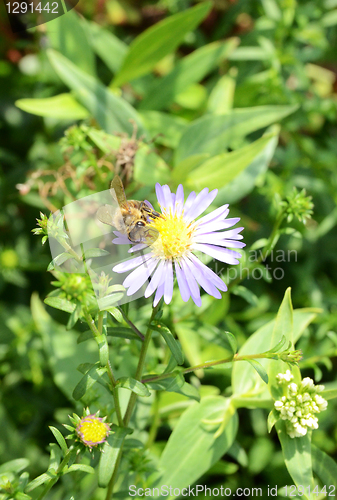 Image of Bee On A Small Flower 