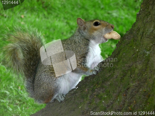 Image of Squirrel