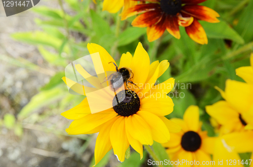 Image of Bee On Rudbeckia Flowers 