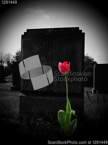 Image of Rose On My Grave