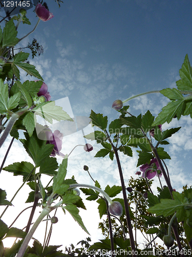 Image of Underside Of Japanese Anemone 