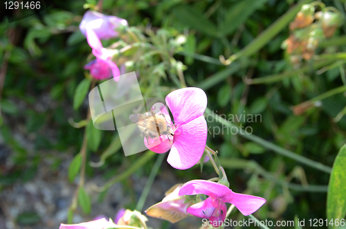 Image of Bee On Snapdragon Flower