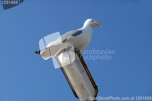 Image of Seagull On Lamppost