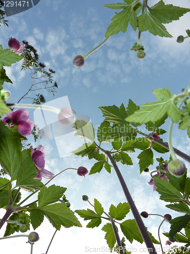 Image of Underside Of Japanese Anemone 