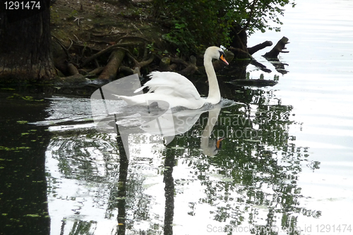 Image of Swan 