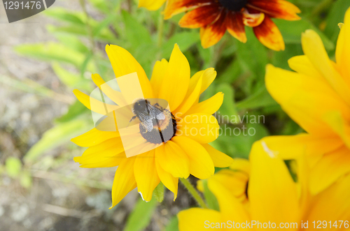 Image of Bee On Rudbeckia Flowers 