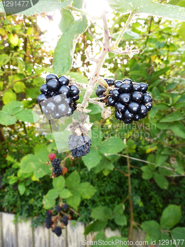 Image of Blackberries 