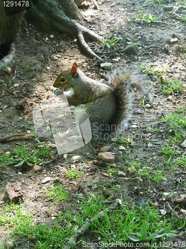 Image of Squirrel