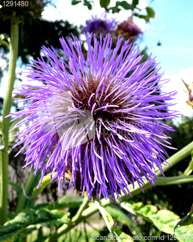 Image of Thistle Flower
