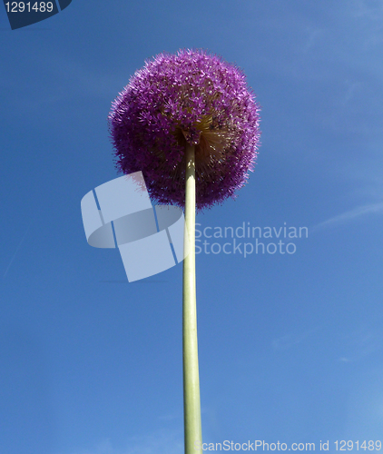 Image of Spherical Flowers