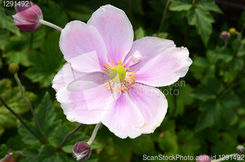 Image of Single Japanese Anemone 