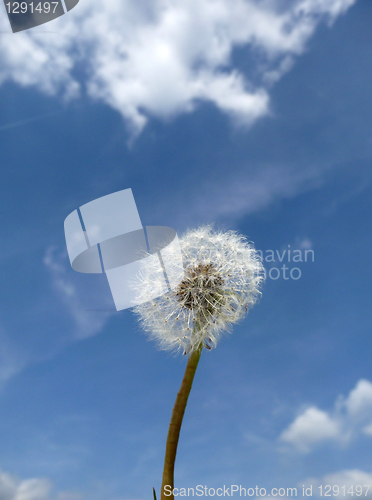 Image of Dandelion Clock