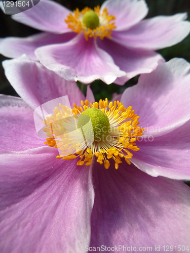 Image of Close Up Japanese Anemone