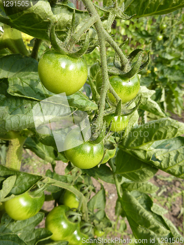 Image of Green Tomatoes Growing