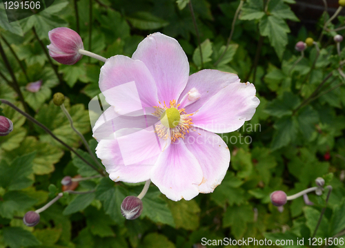 Image of Single Japanese Anemone 