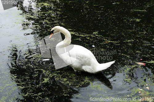 Image of Swan 