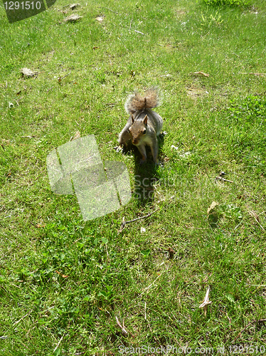 Image of Squirrel